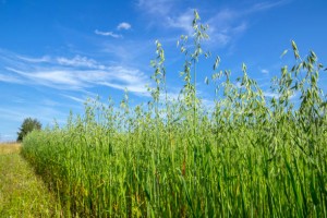 Green Oat from Kenya